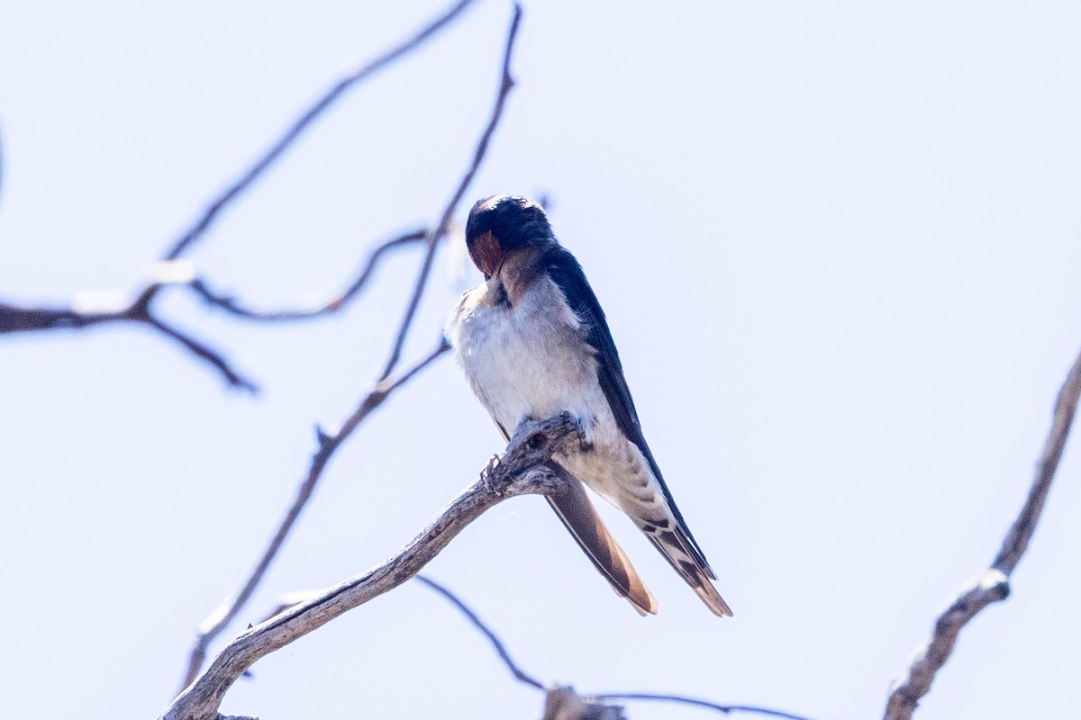 Welcome Swallow - ML642318323