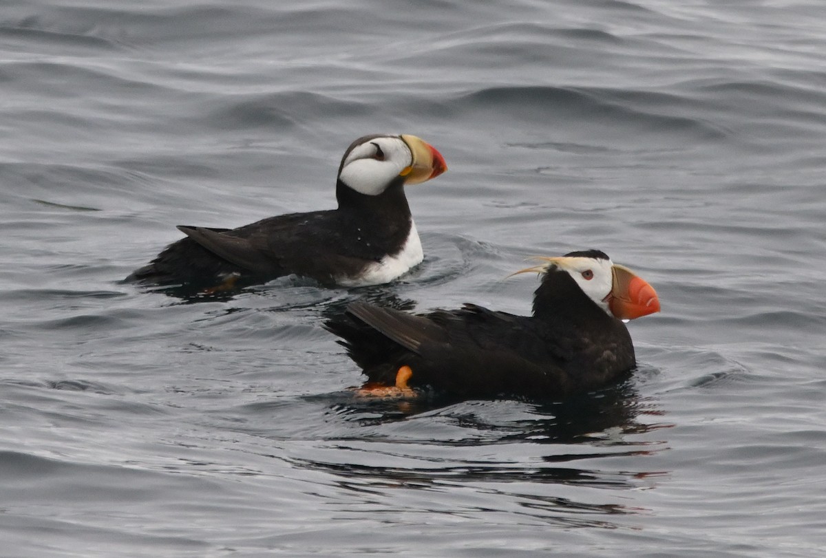 Tufted Puffin - ML642318324