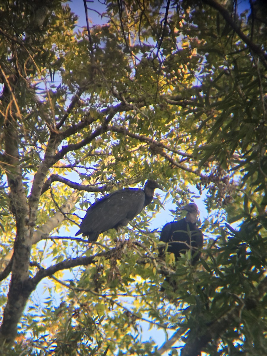 Black Vulture - ML642318325