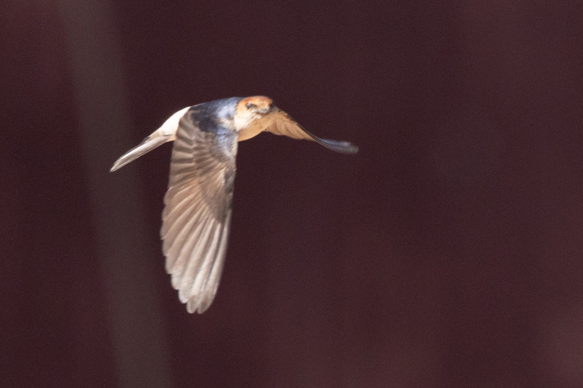 Fairy Martin - ML642318326
