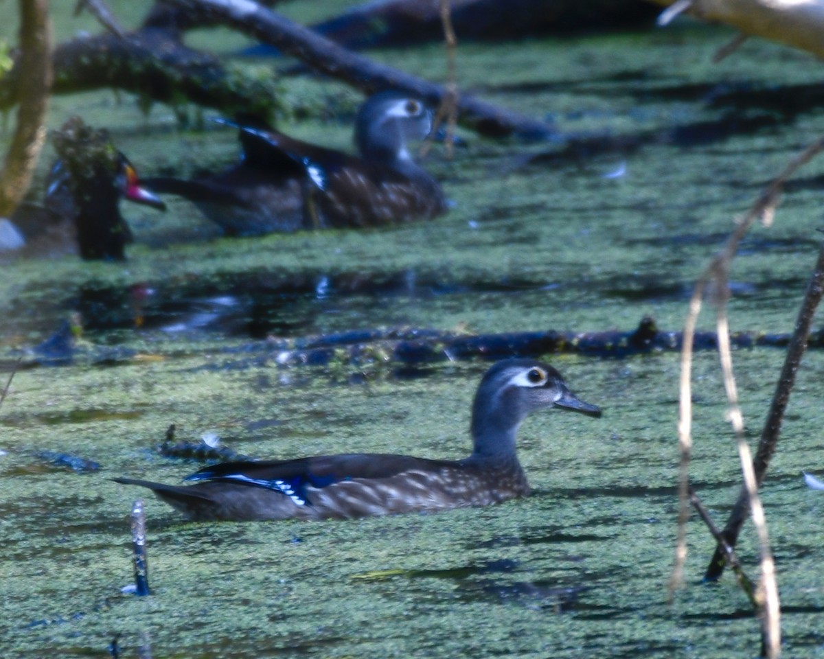 Wood Duck - ML642318328