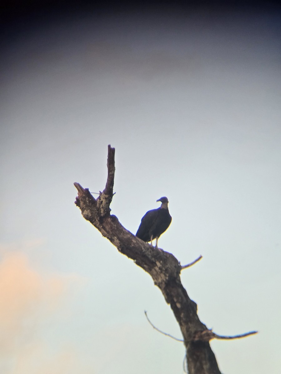 Black Vulture - ML642318329