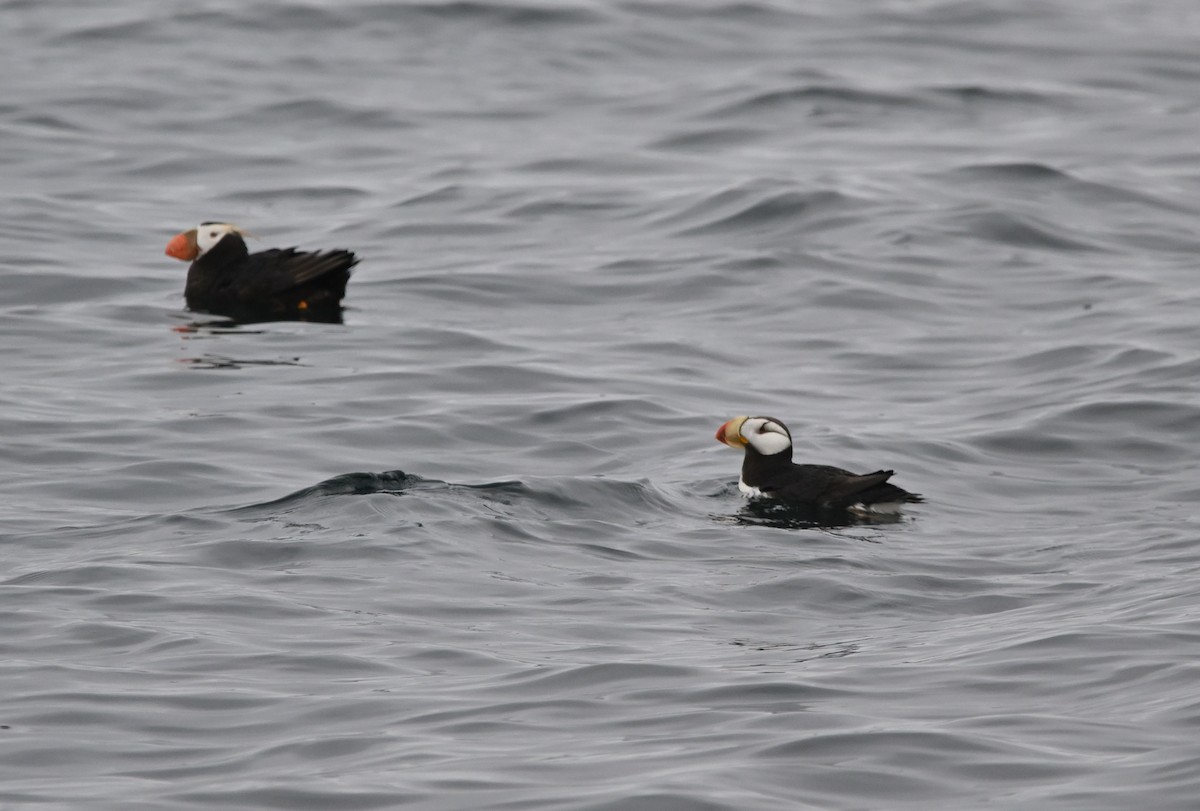Horned Puffin - ML642318331