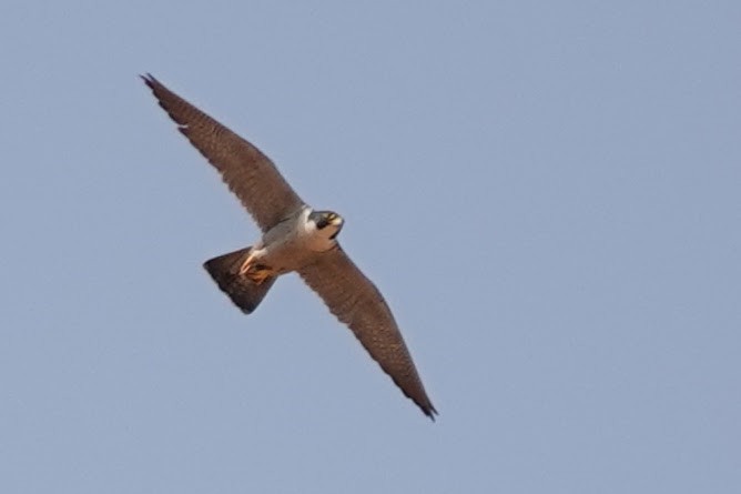 Peregrine Falcon - ML642318333