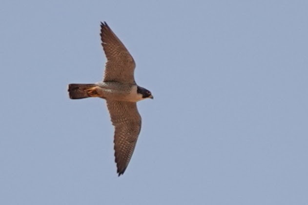 Peregrine Falcon - ML642318334