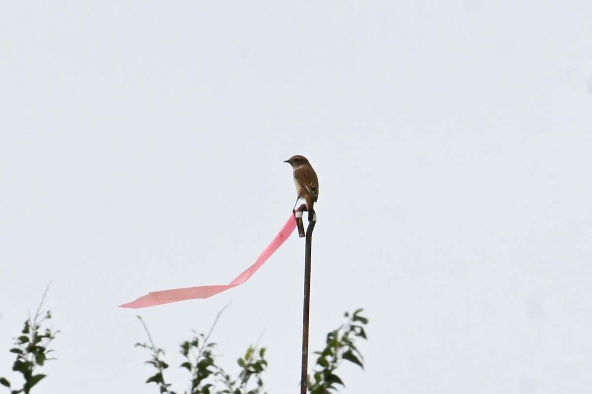 Amur Stonechat - ML642318335