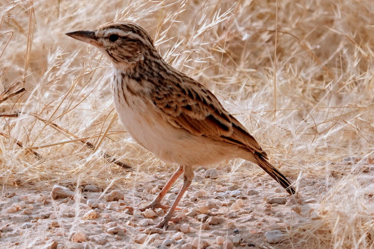 Sabota Lark - ML642318336