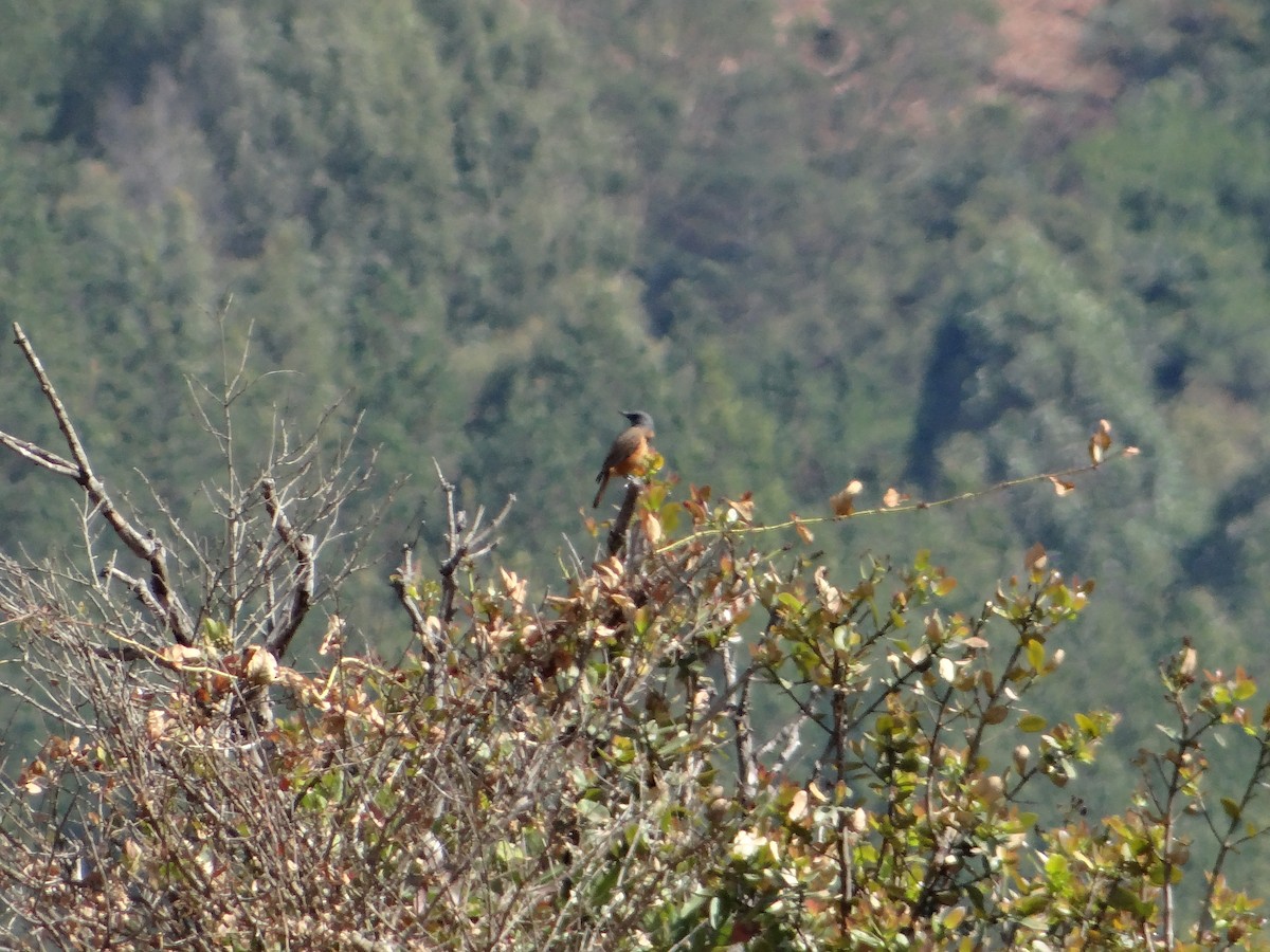 Cape Rock-Thrush - ML642318337