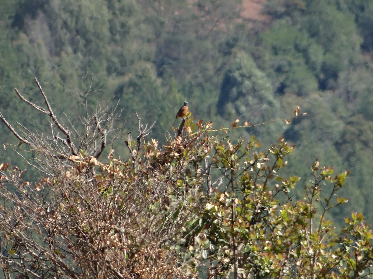 Cape Rock-Thrush - ML642318338