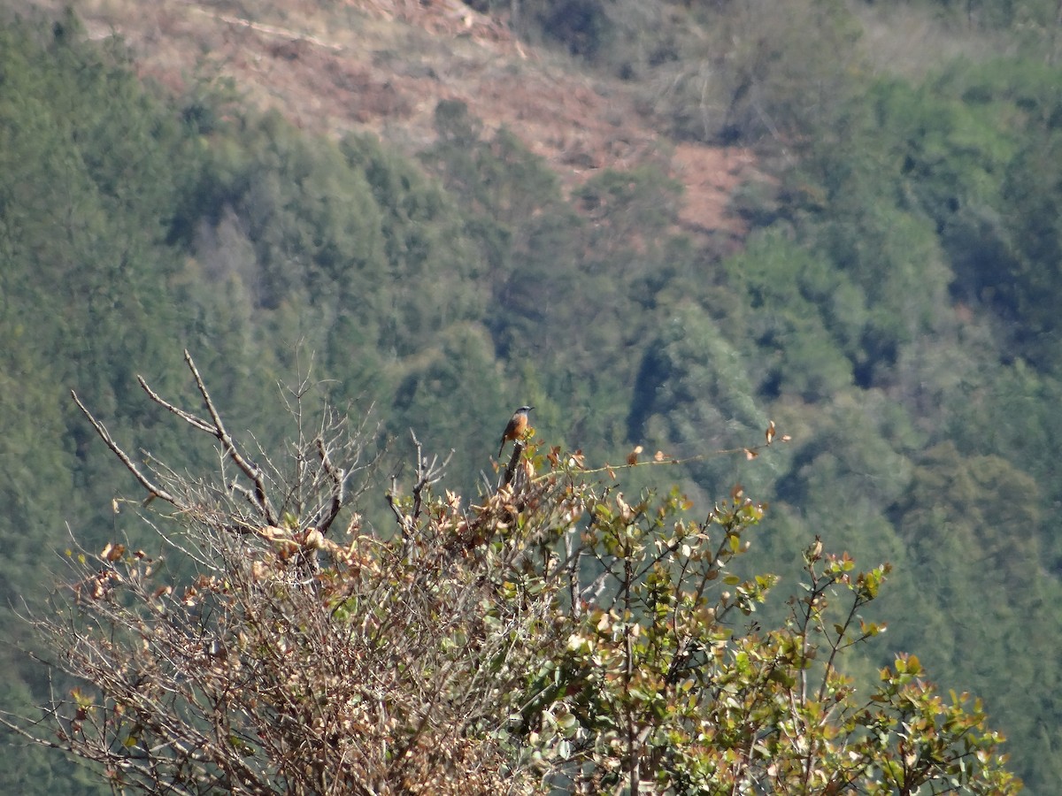 Cape Rock-Thrush - ML642318339