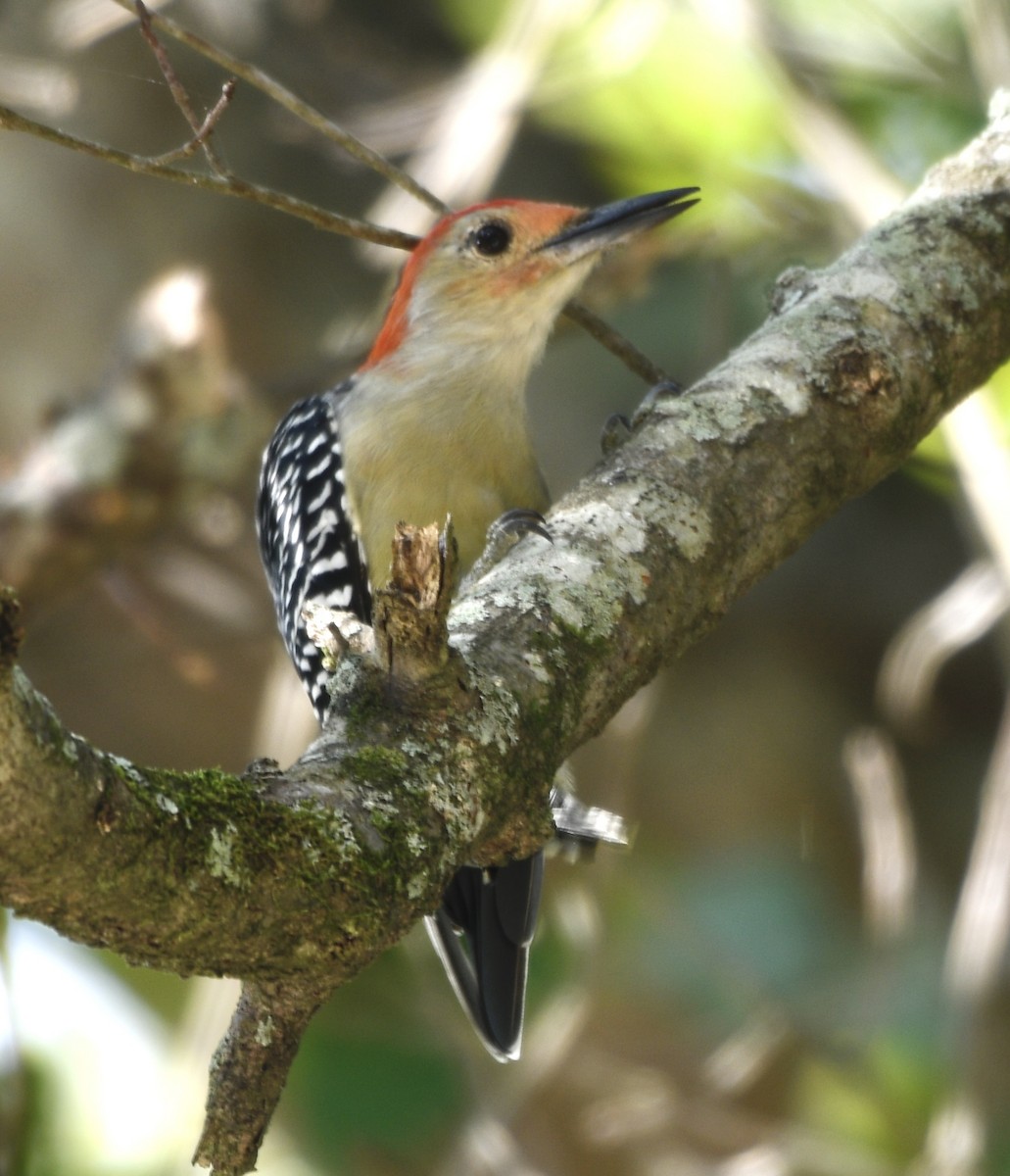 Red-bellied Woodpecker - ML642318340