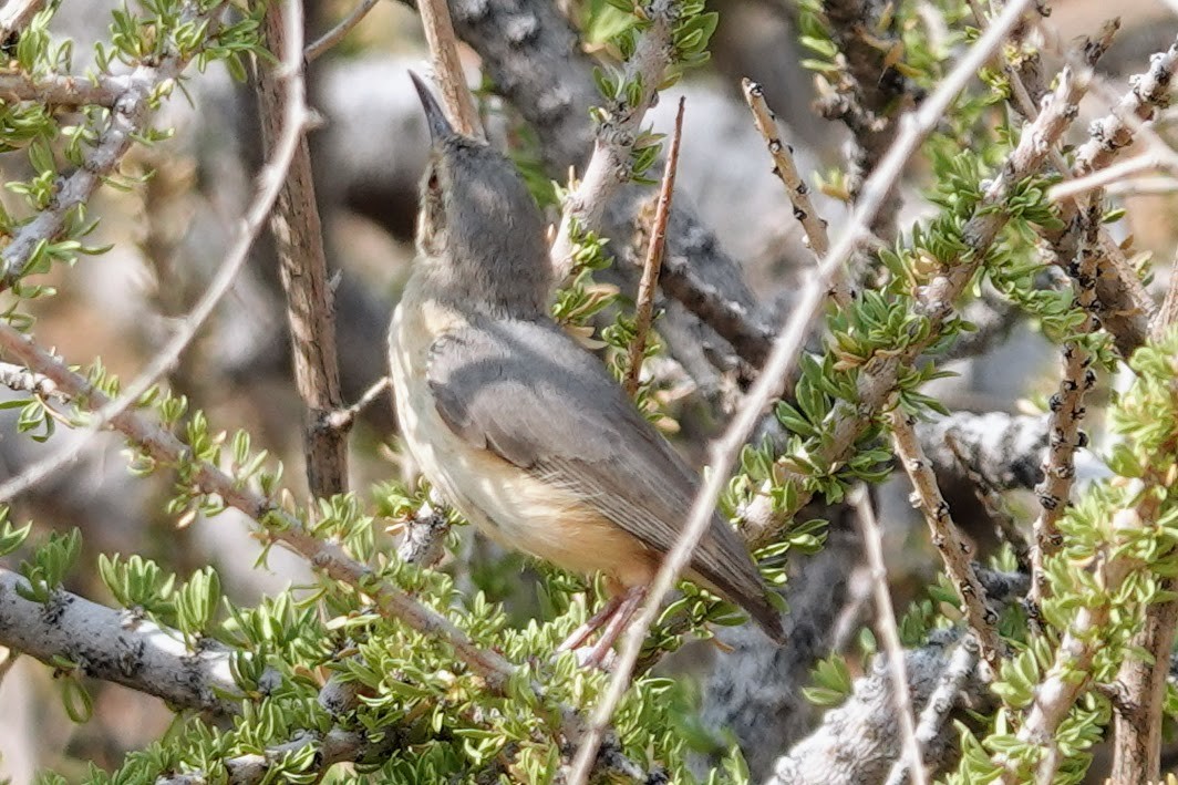 Long-billed Crombec - ML642318341