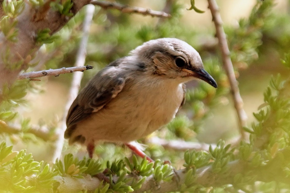 Long-billed Crombec - ML642318342