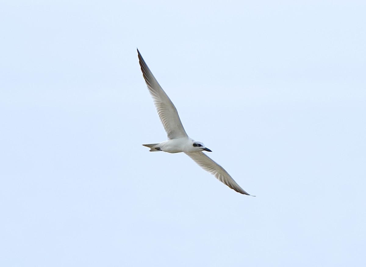 Gull-billed Tern - ML642318343