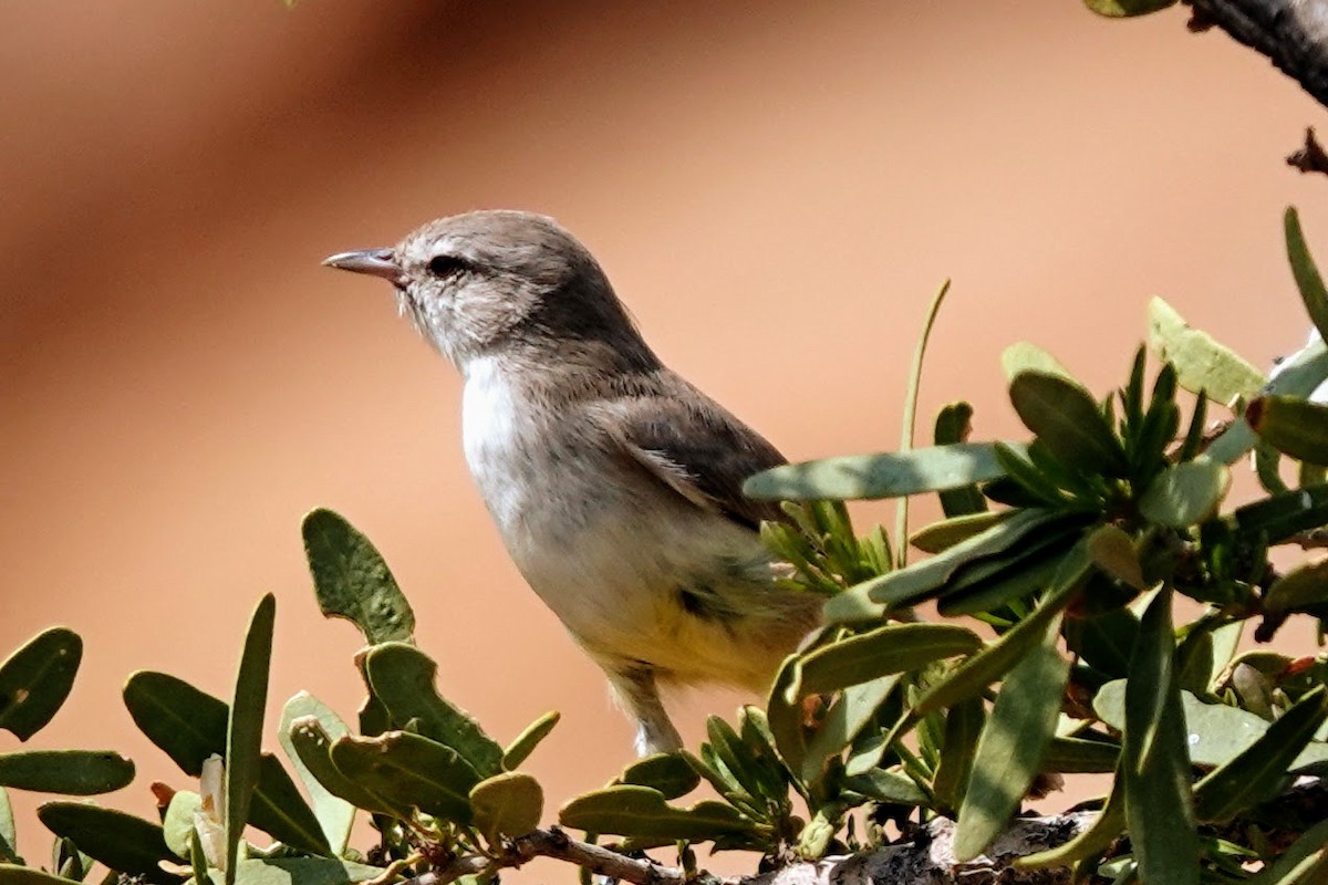 Yellow-bellied Eremomela - ML642318344