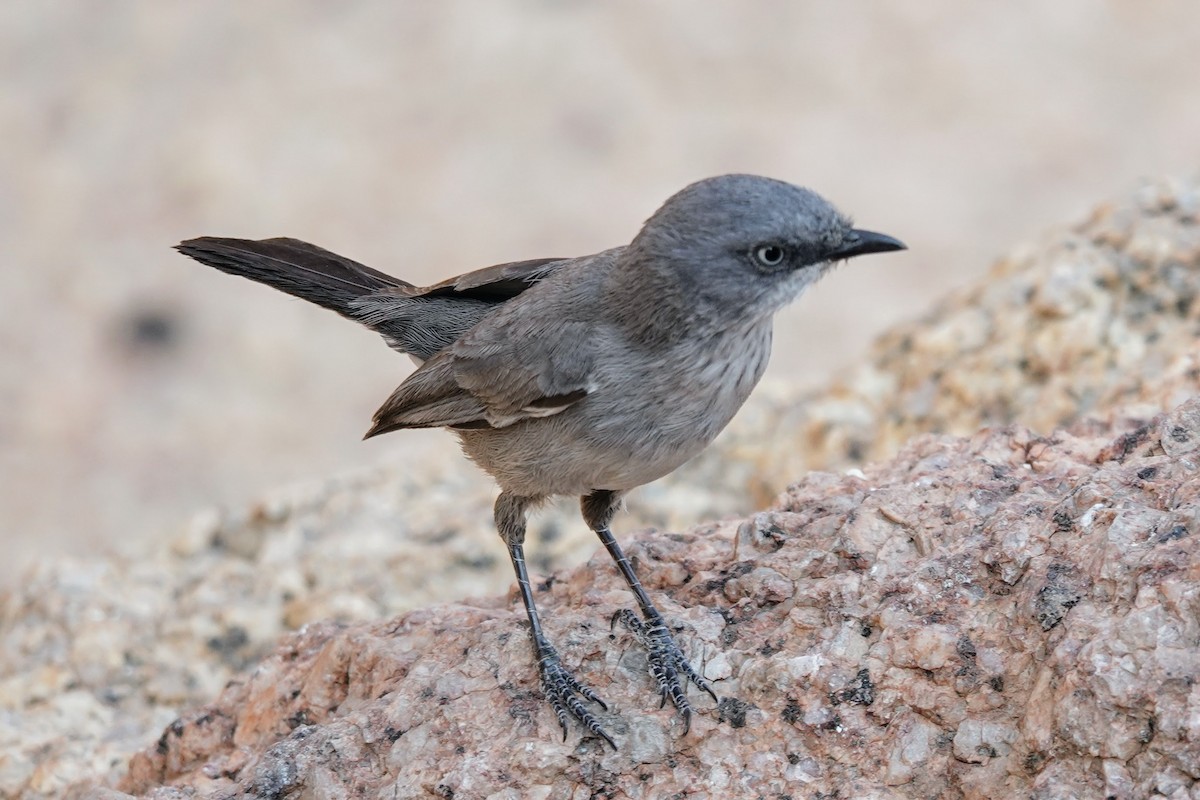 Layard's Warbler - ML642318350