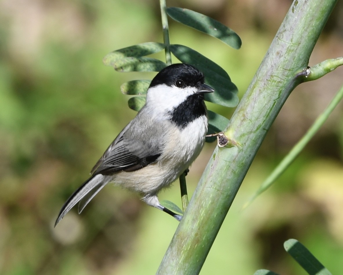 Carolina Chickadee - ML642318353