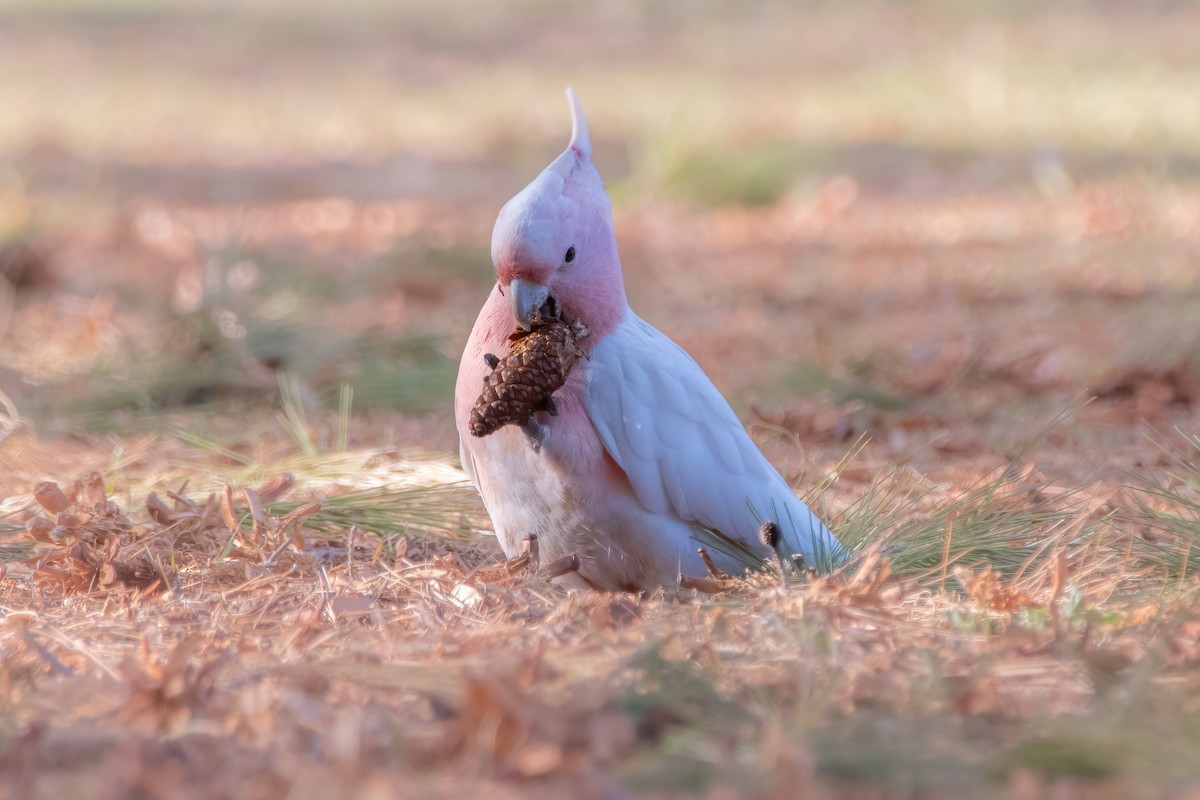 Pink Cockatoo - ML642318357