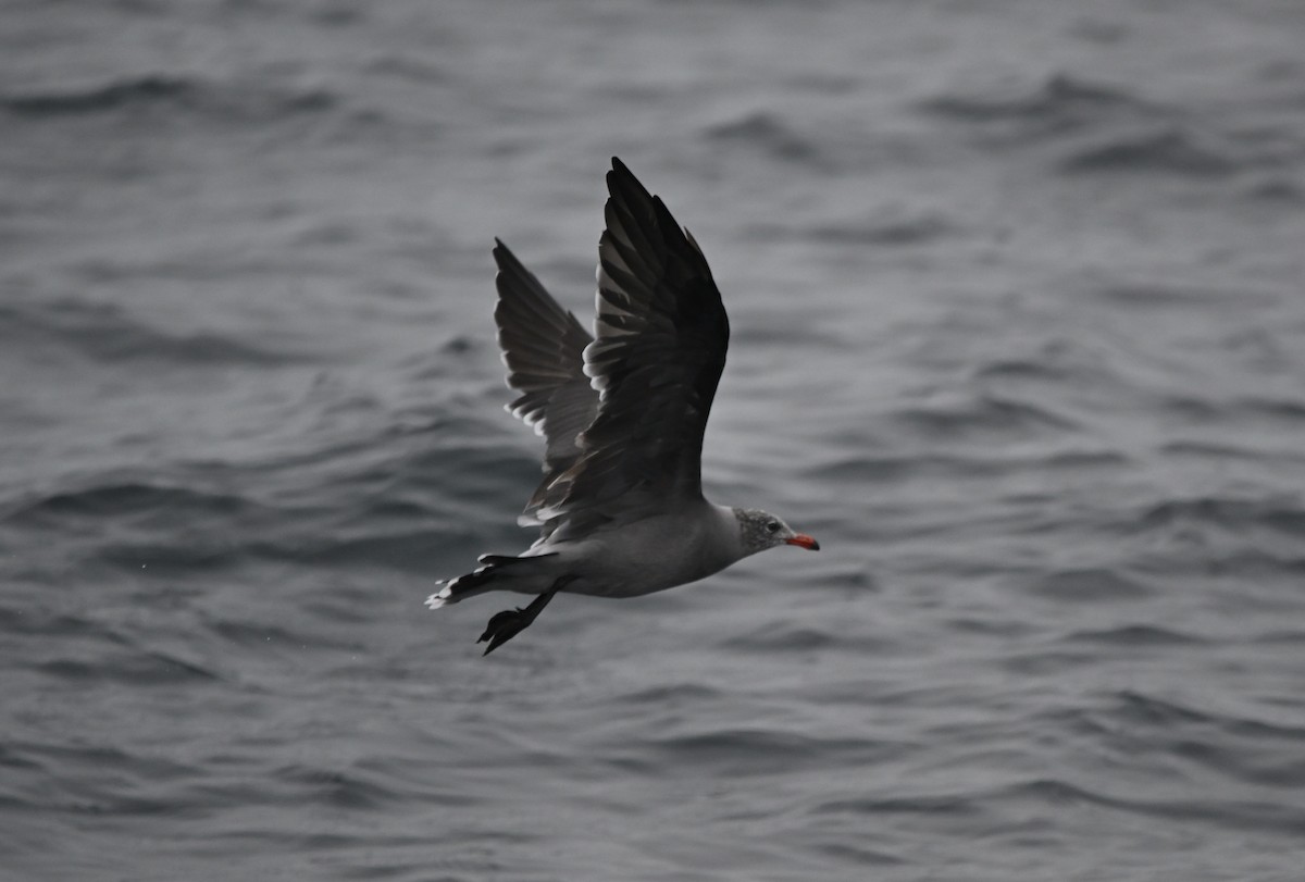 Heermann's Gull - ML642318364