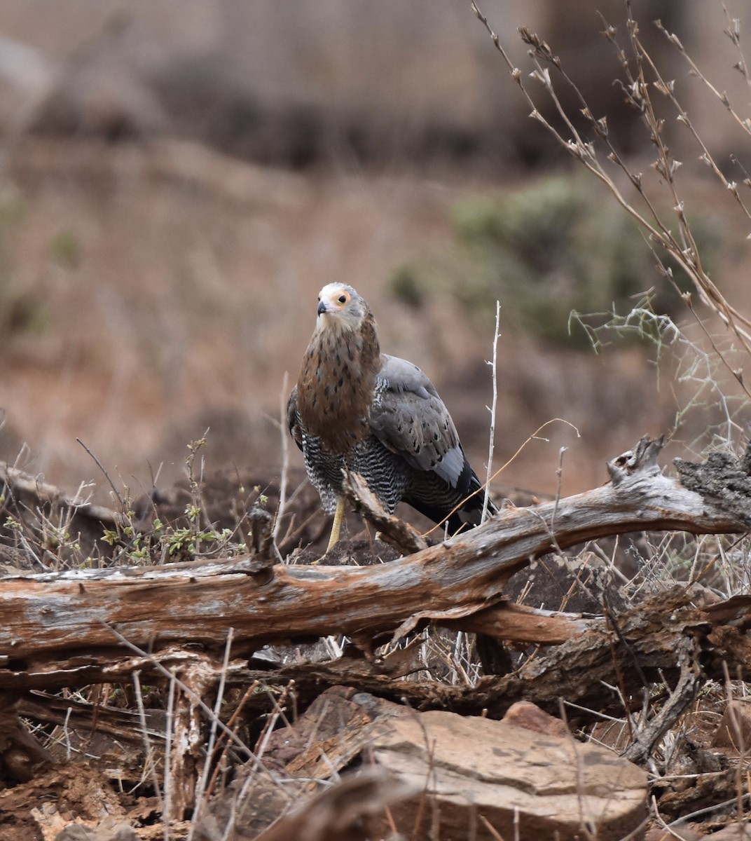 African Harrier-Hawk - ML642318366