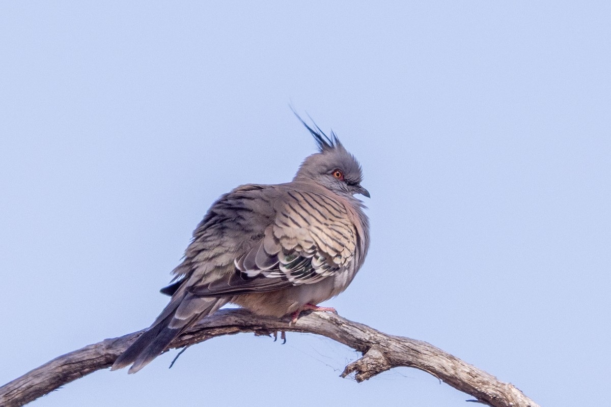 Crested Pigeon - ML642318370