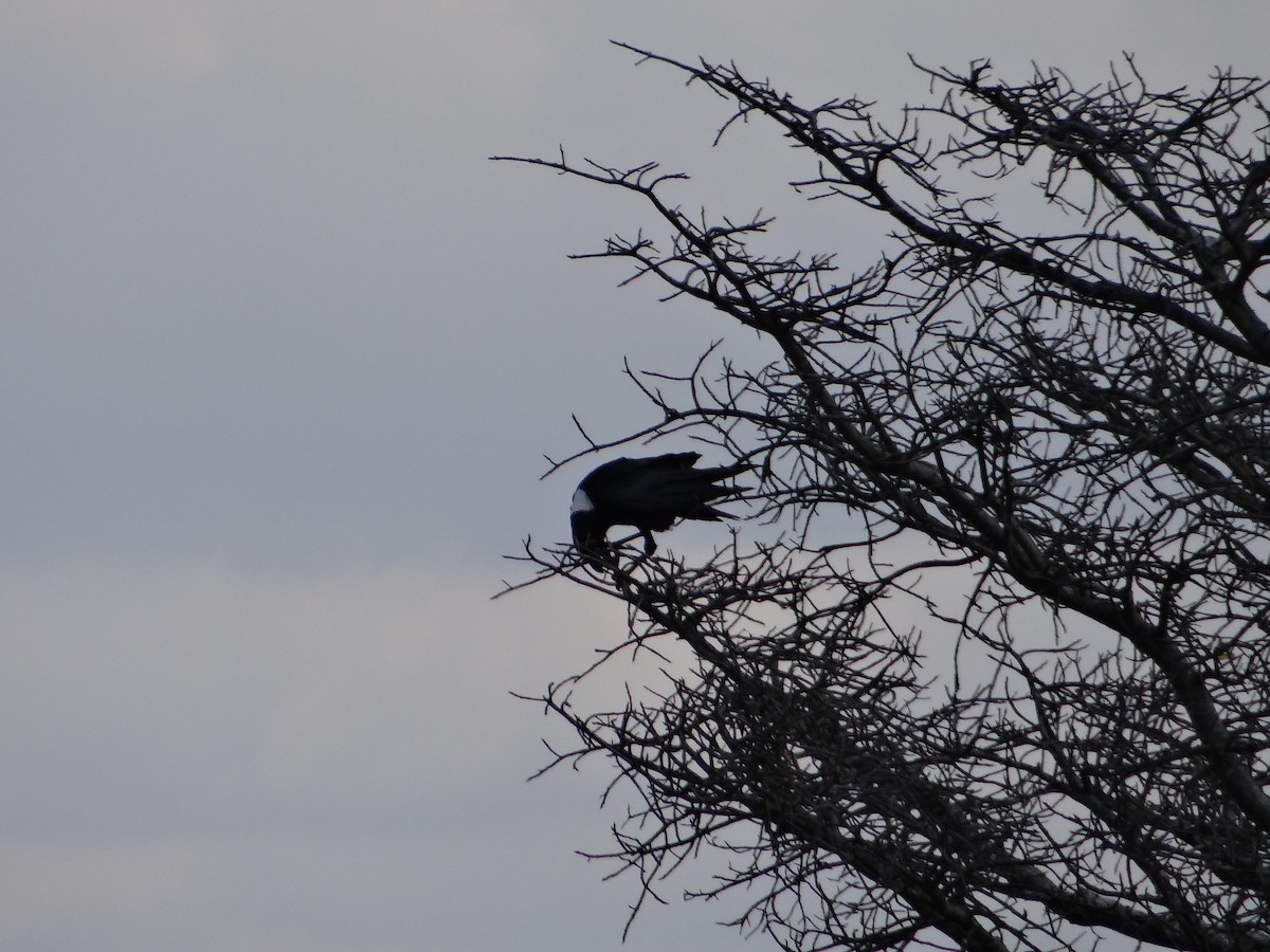 White-necked Raven - ML642318372