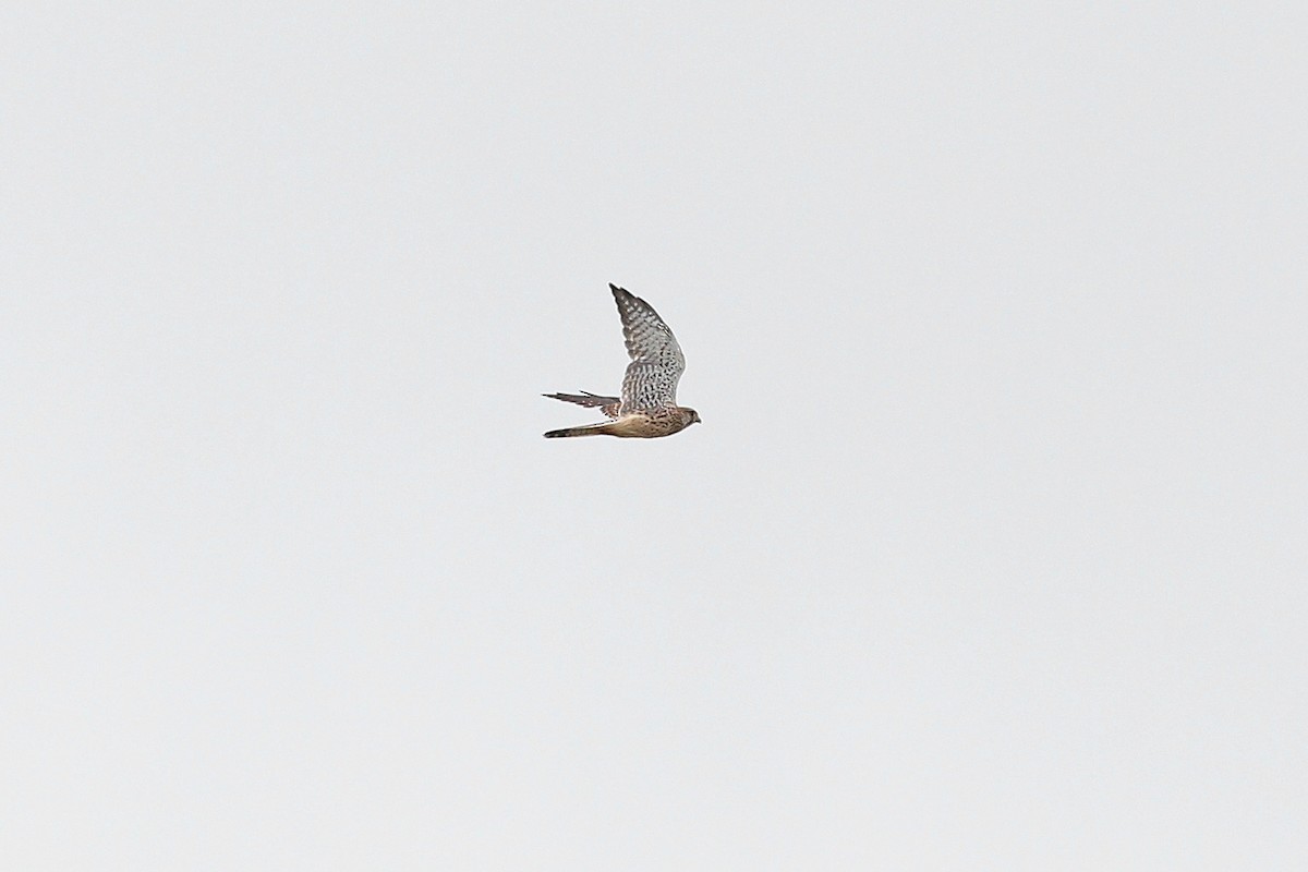 Eurasian Kestrel (Eurasian) - ML642318373