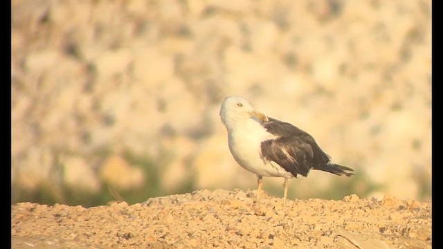 Lesser Black-backed Gull (fuscus) - ML642318374