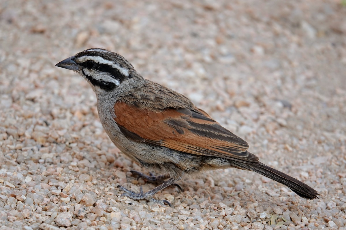 Cape Bunting - ML642318375