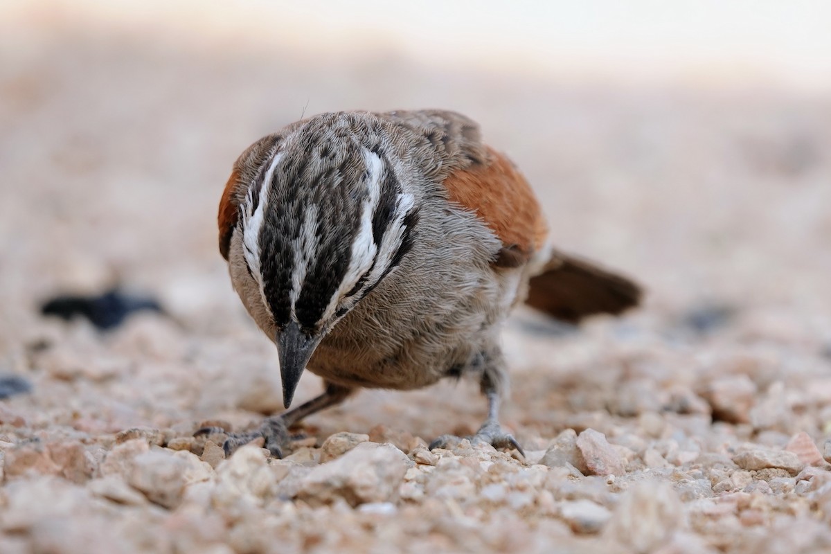Cape Bunting - ML642318376