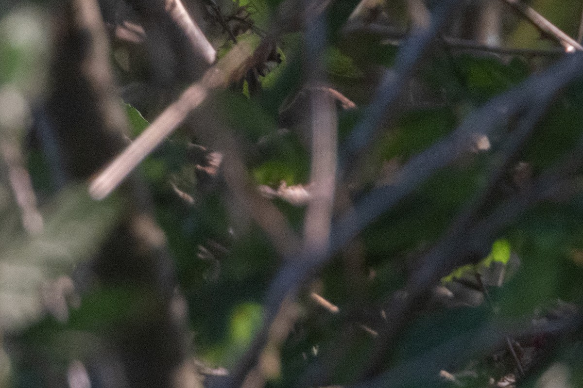 Indigo Bunting - ML642318379
