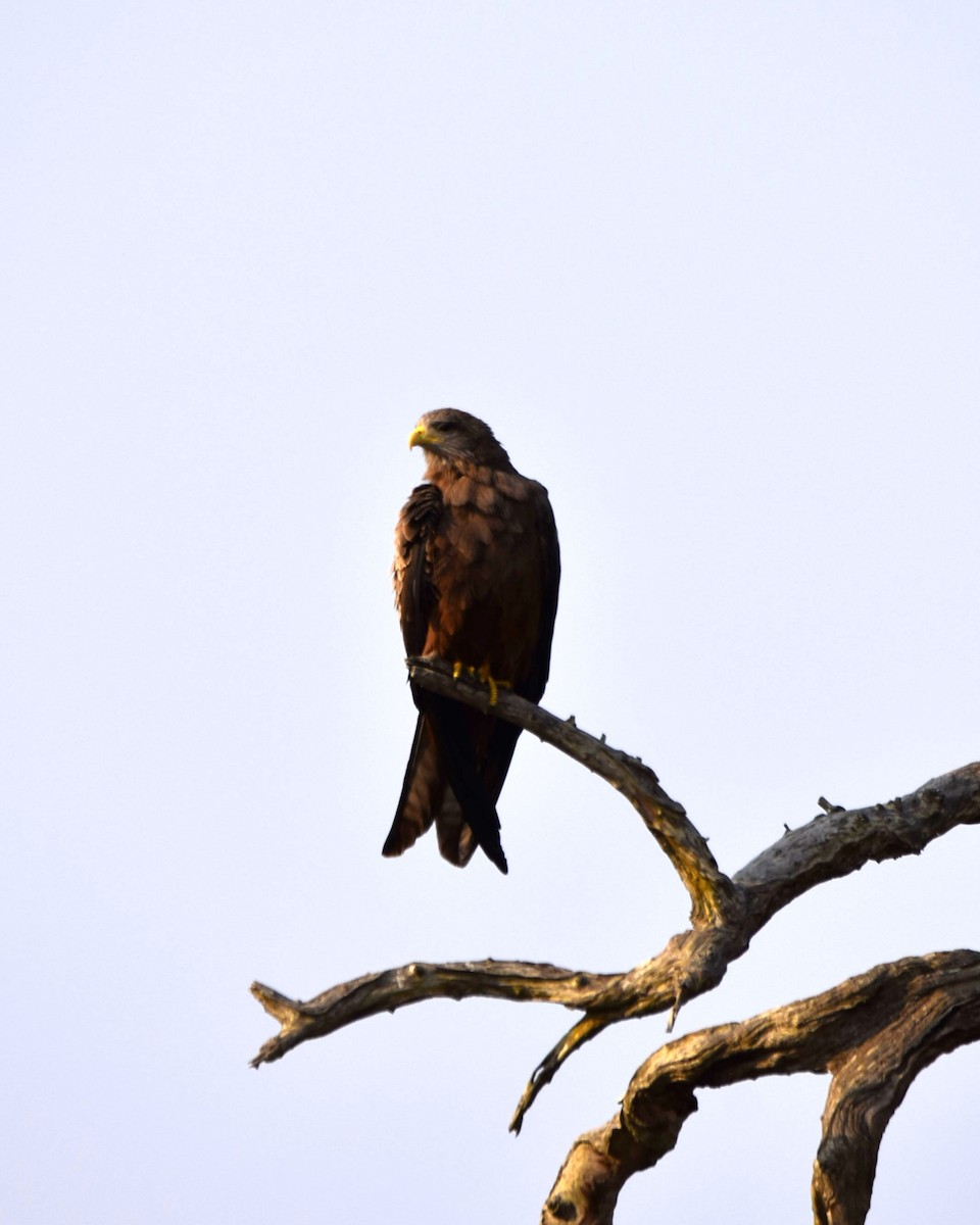 Black Kite (Yellow-billed) - ML642318380