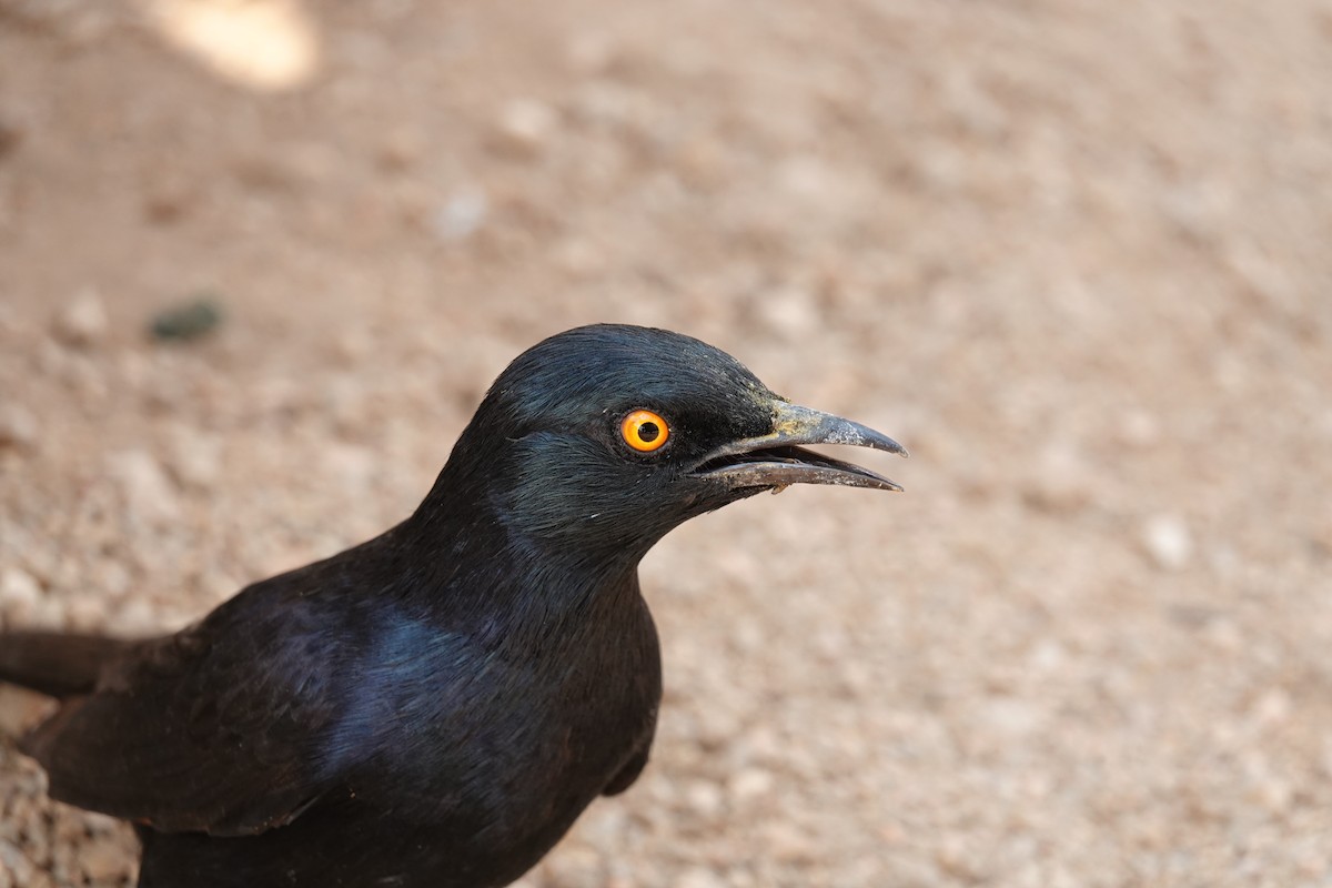 Pale-winged Starling - ML642318381