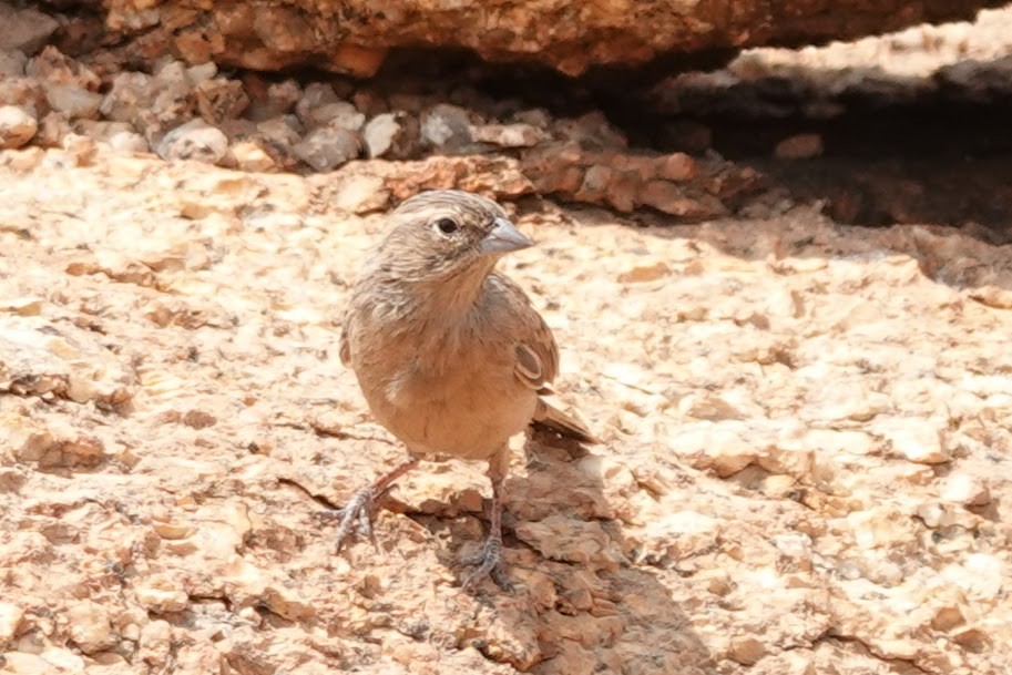 Lark-like Bunting - ML642318383