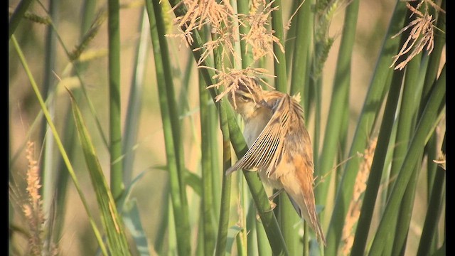 Sedge Warbler - ML642318384