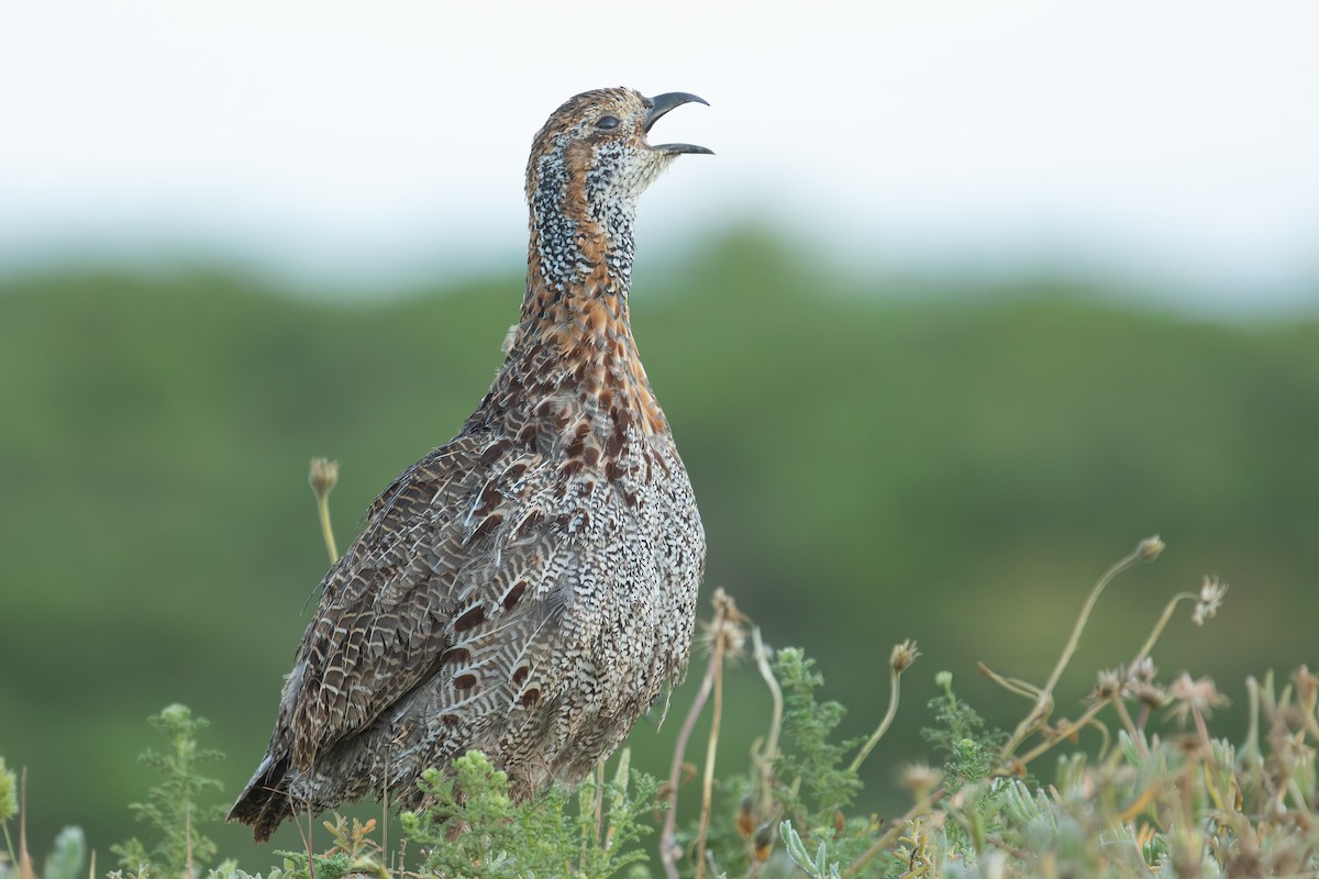 Gray-winged Francolin - ML642318385