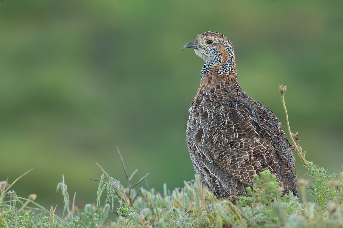 Gray-winged Francolin - ML642318386