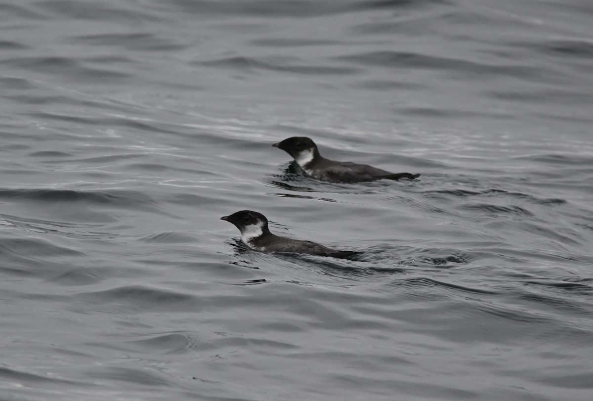 Ancient Murrelet - ML642318387