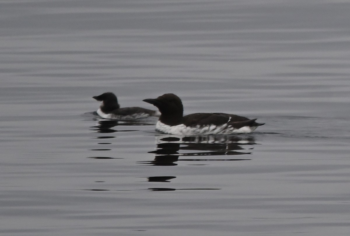 Common Murre - ML642318388