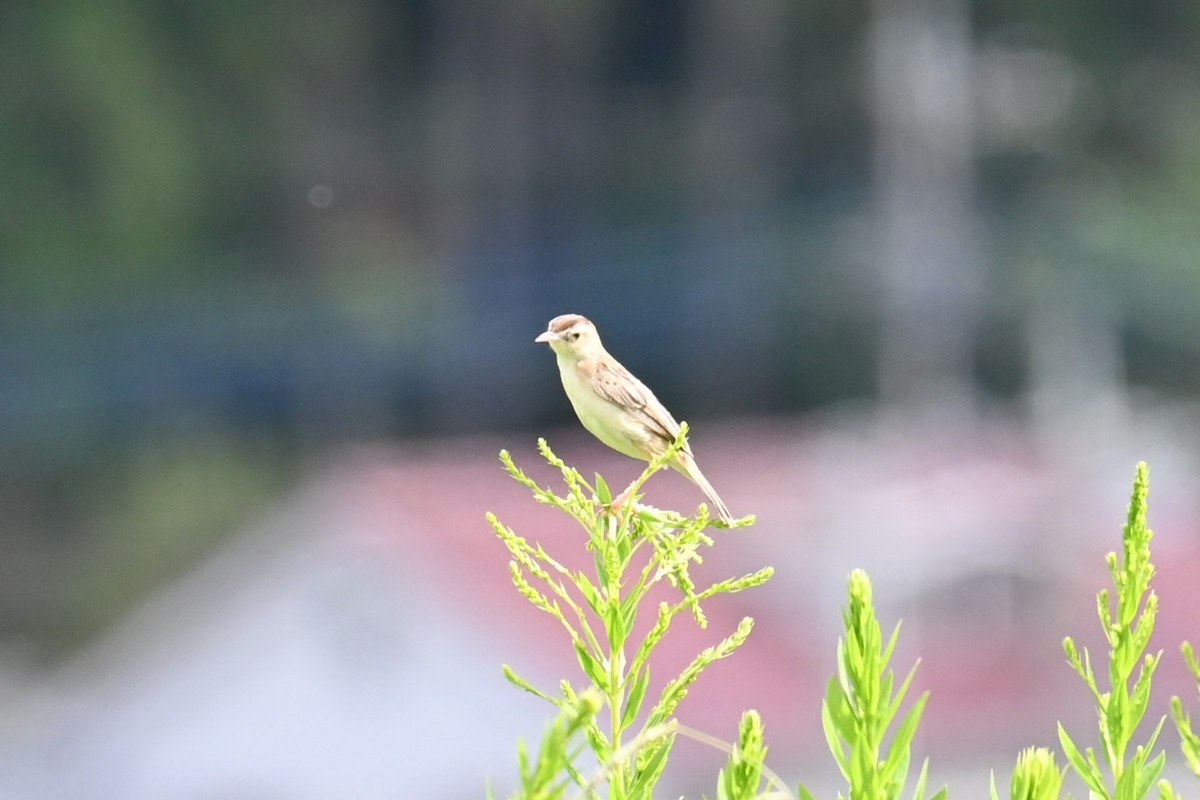 Zitting Cisticola - ML642318389
