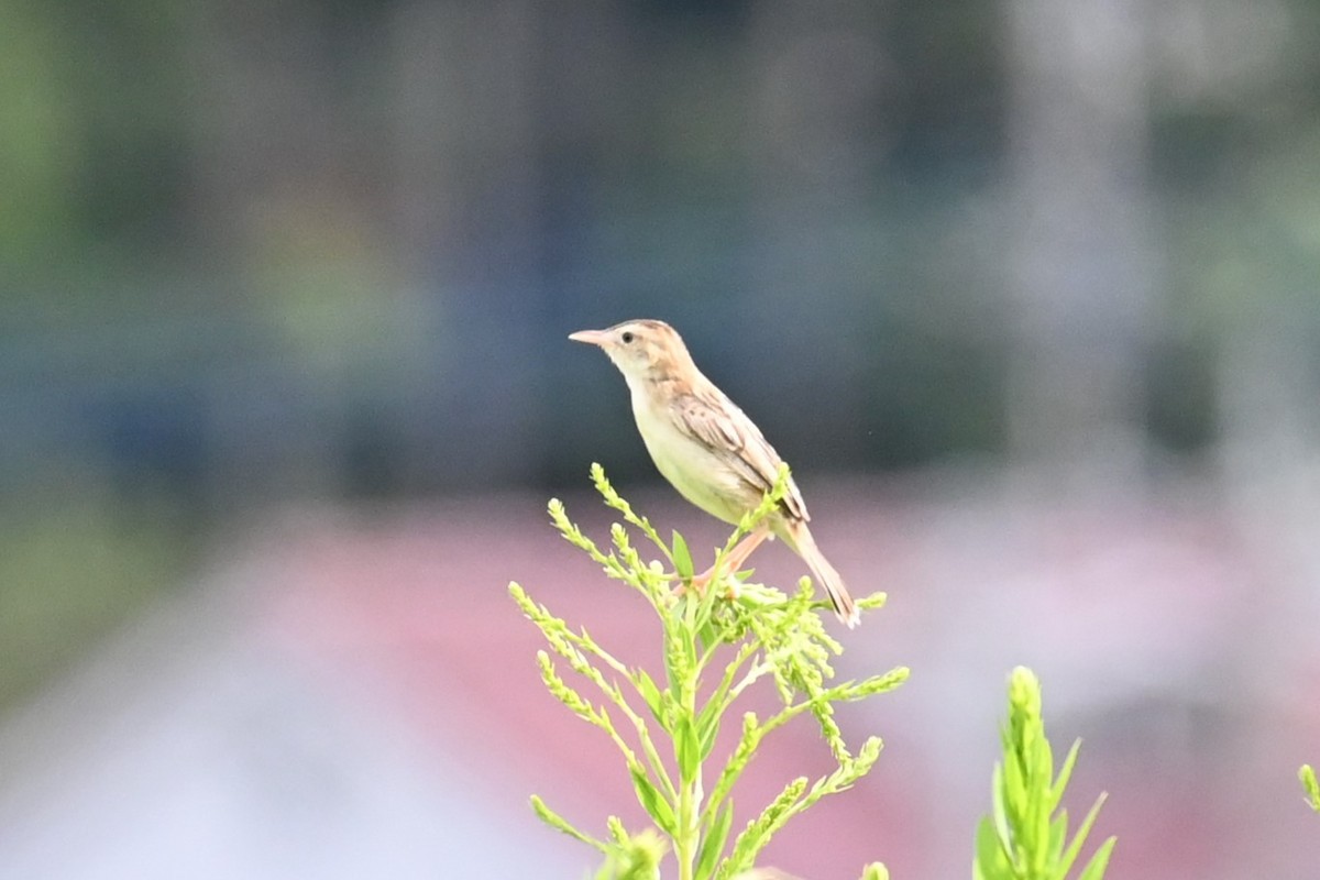 Zitting Cisticola - ML642318390