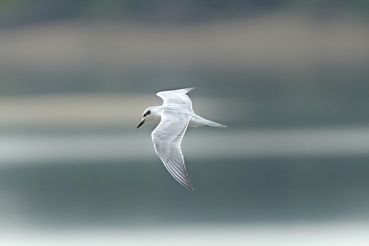 Gull-billed Tern - ML642318391