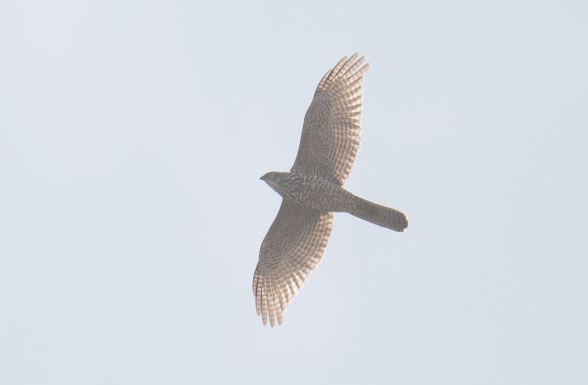 Brown Goshawk - ML642318392