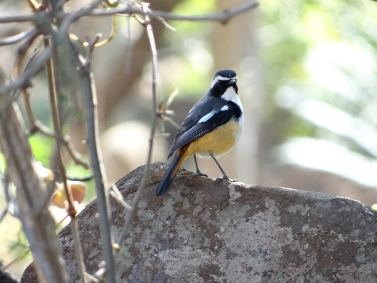 White-throated Robin-Chat - ML642318393
