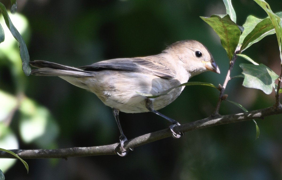 Indigo Bunting - ML642318395