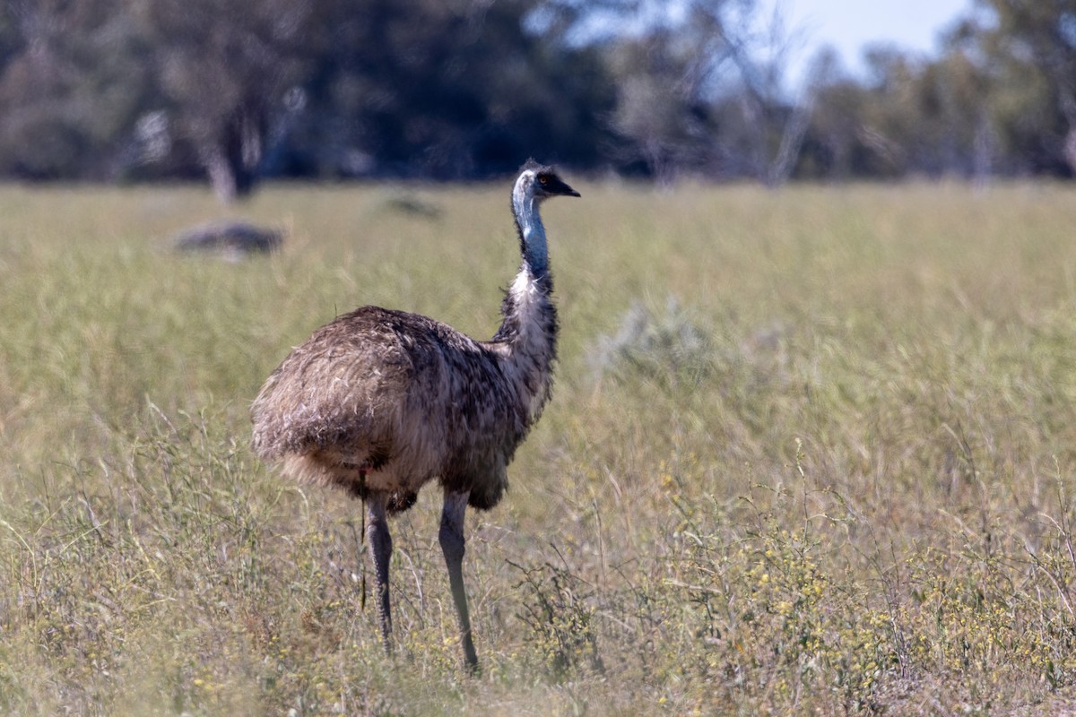 emu - ML642318396