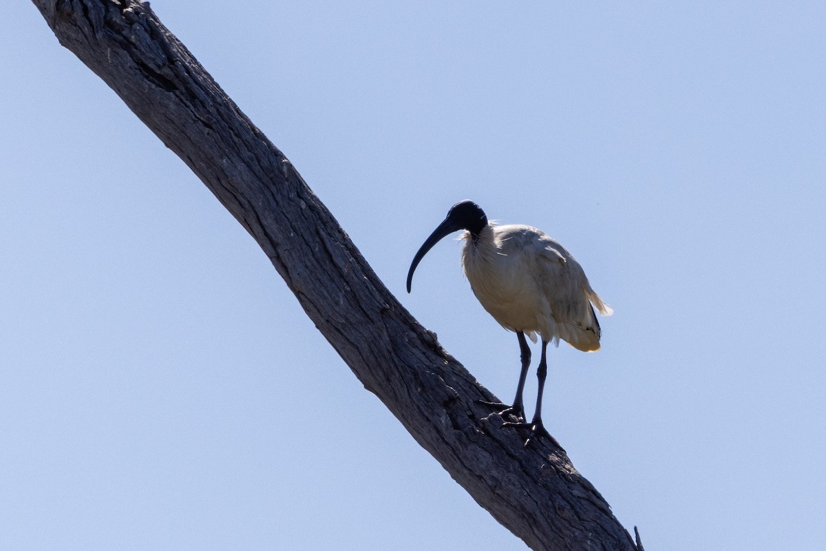 australibis - ML642318405