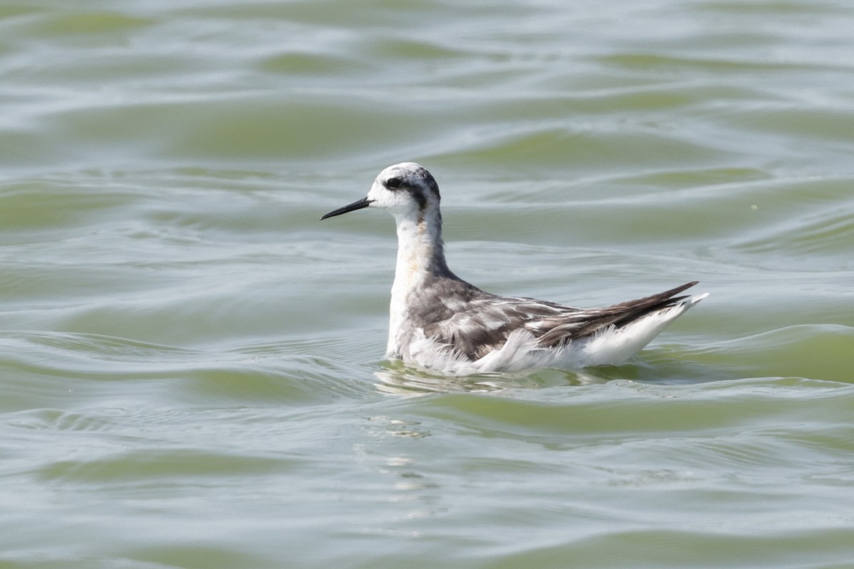 svømmesnipe - ML642318416