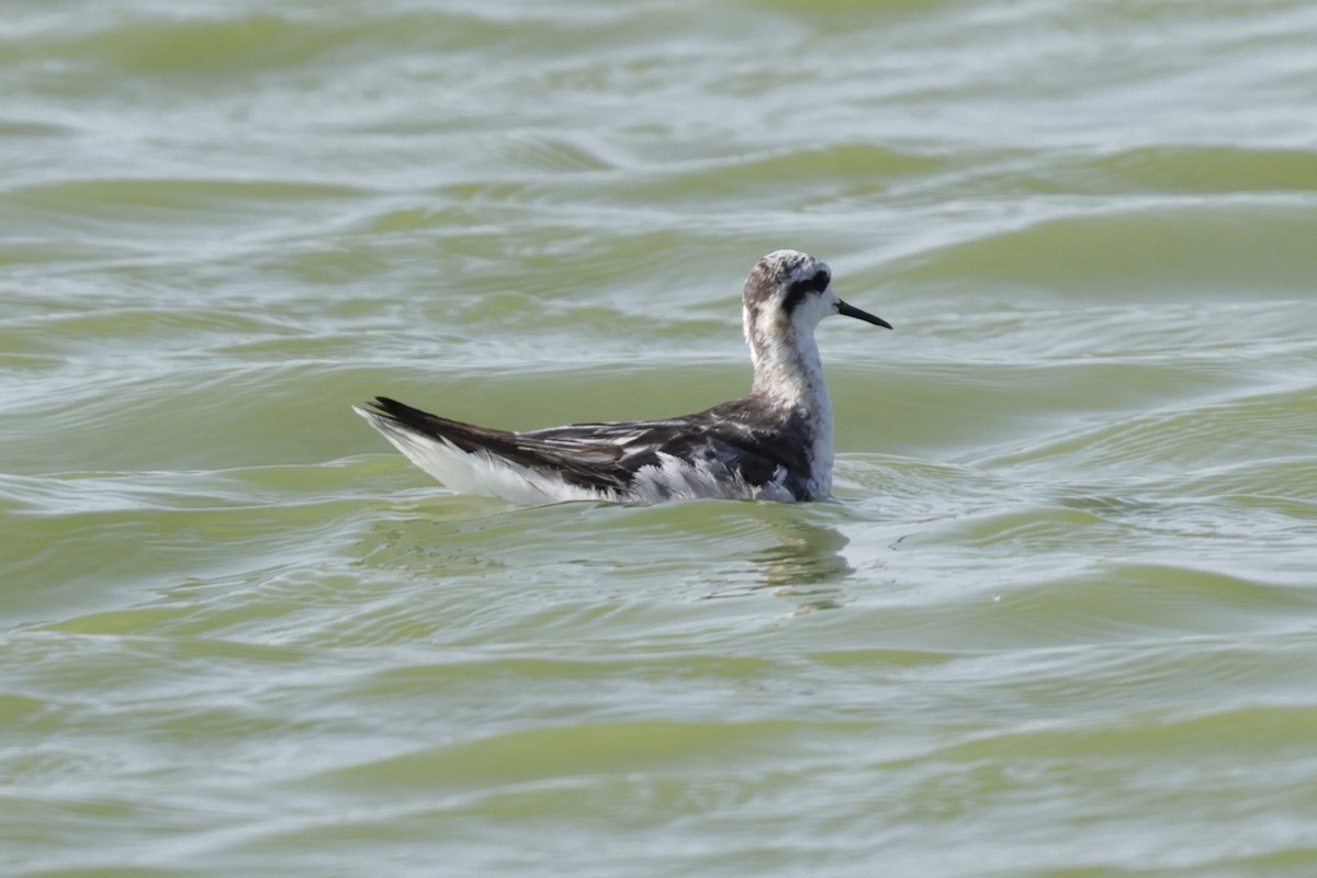 svømmesnipe - ML642318418