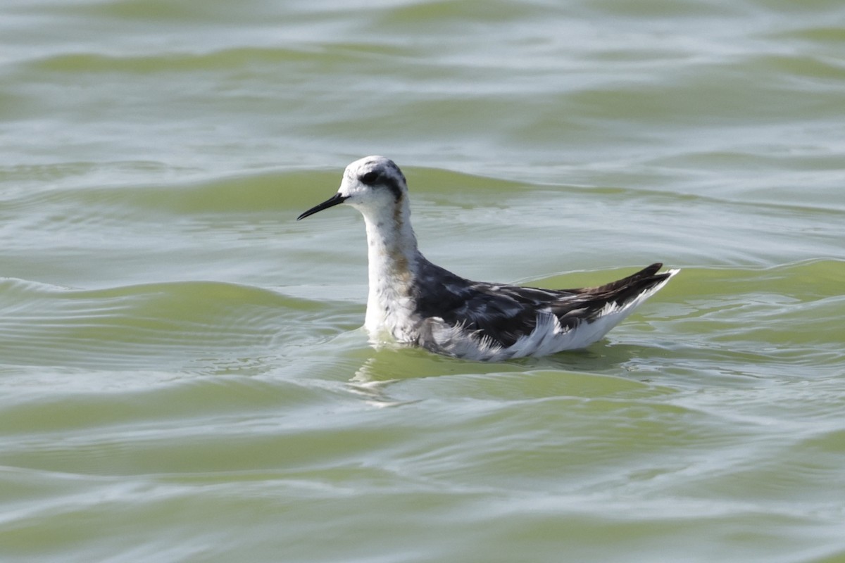 svømmesnipe - ML642318419